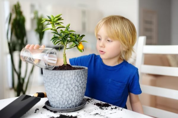 Huonekasvien lyhyt hoito-opas – Näin saat kasvisi kukoistamaan!